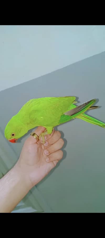 hand tame Ringneck