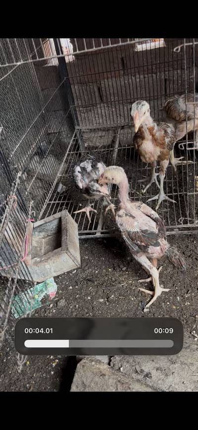 Aseel chicks healthy and active