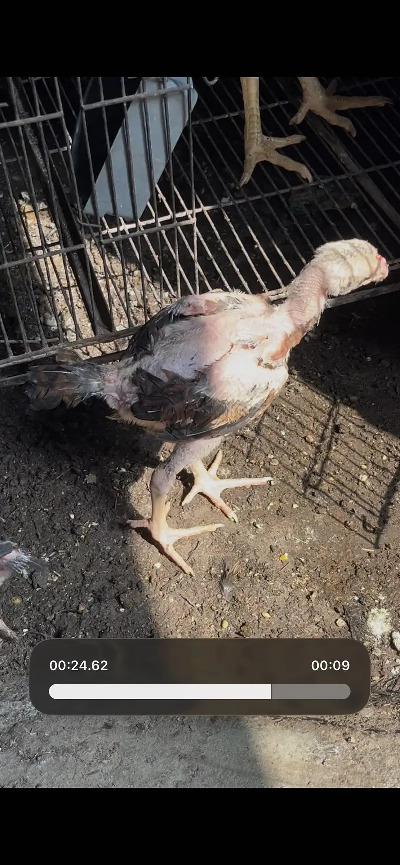 Aseel chicks healthy and active — photo 2