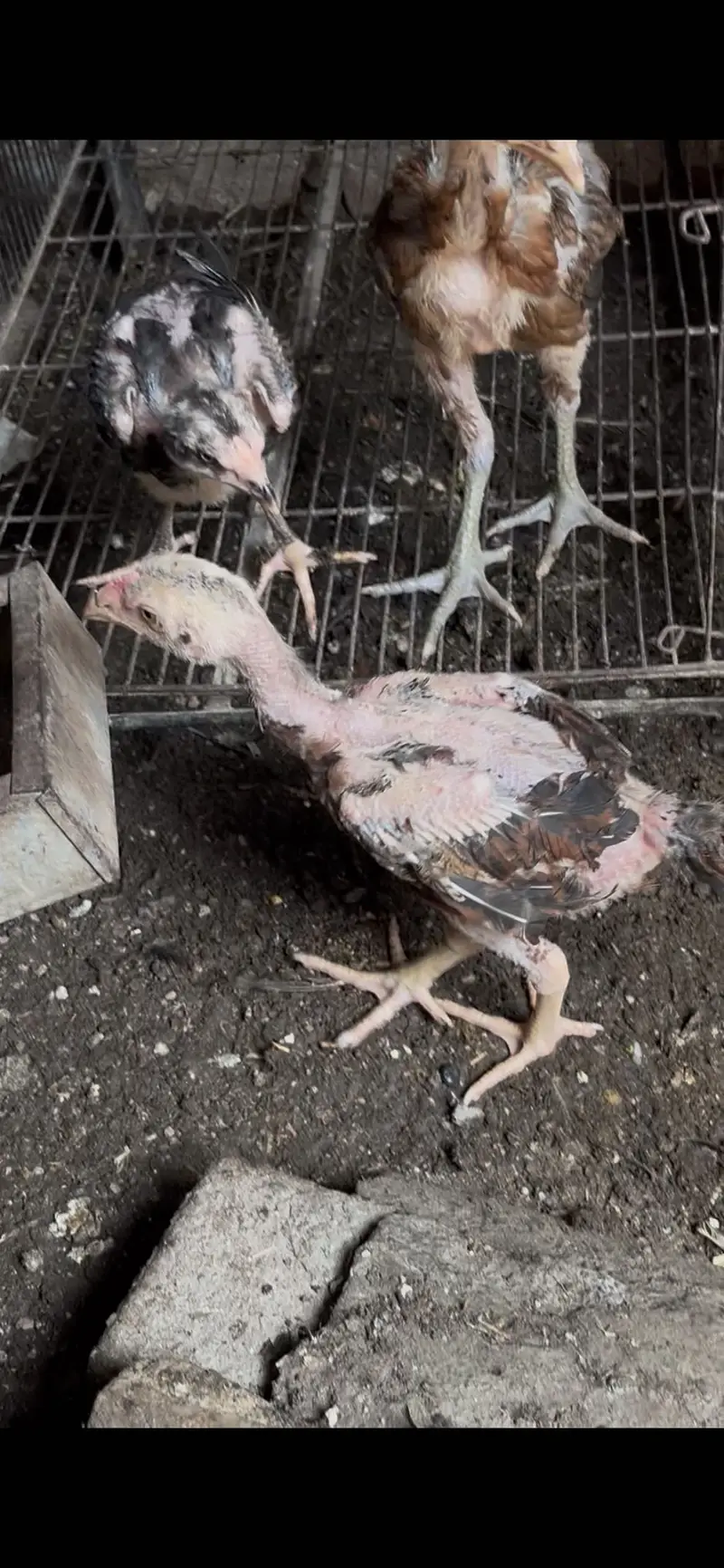 Aseel chicks healthy and active — photo 3