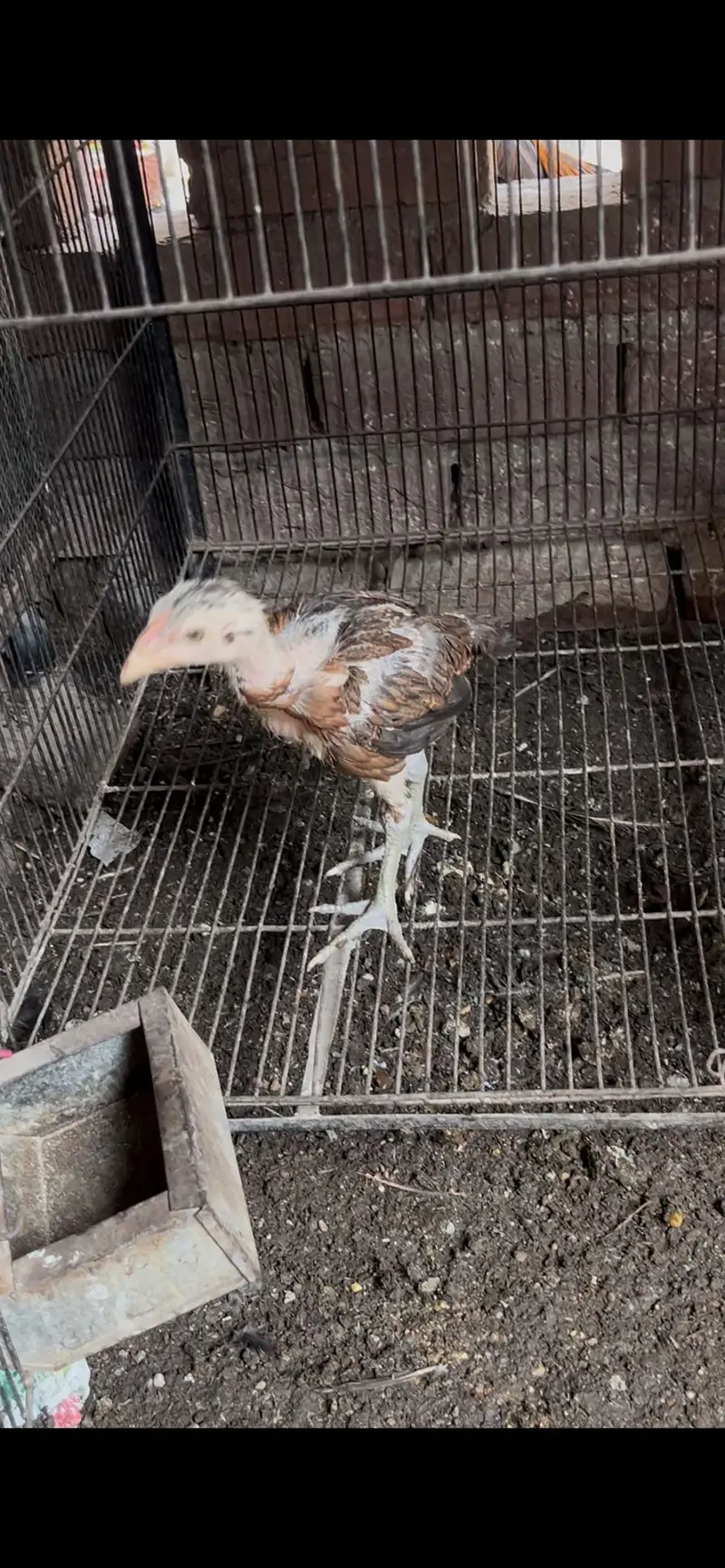 Aseel chicks healthy and active — photo 4