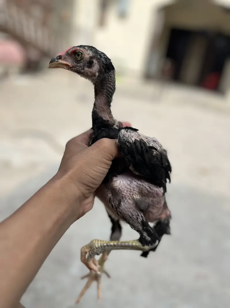 Aseel chicks healthy and active — photo 5