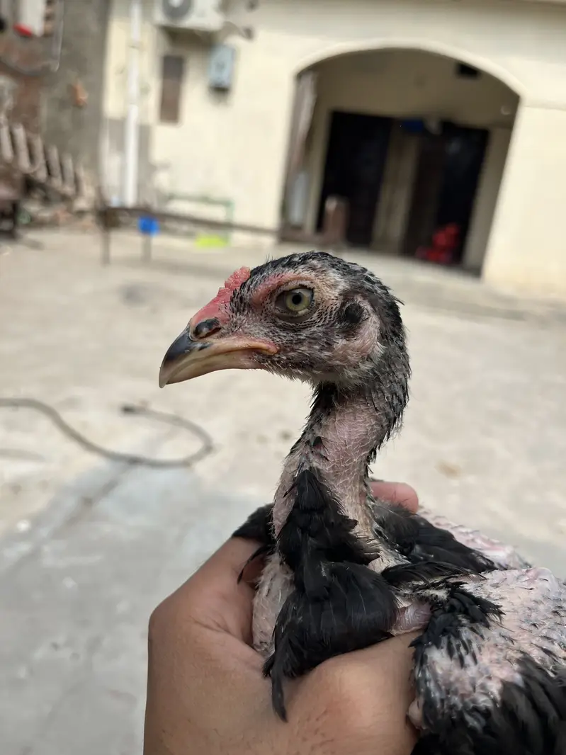 Aseel chicks healthy and active — photo 6