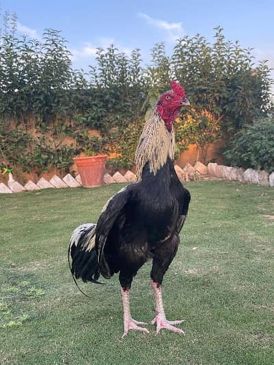 Mianwali Aseel murga for sale 03410011102