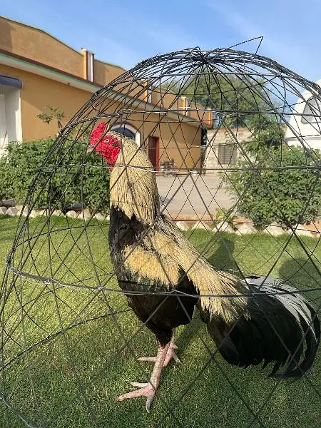 Mianwali Aseel murga for sale 03410011102 — photo 2