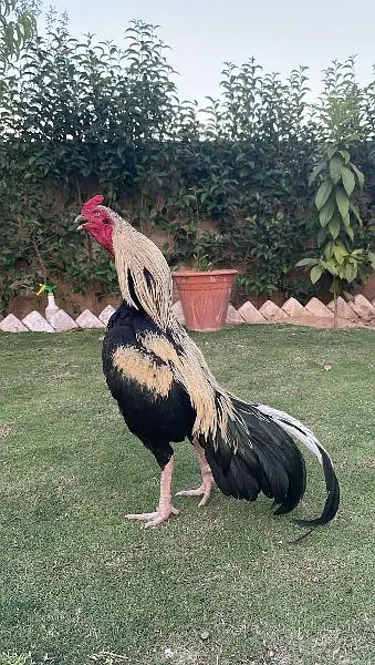 Mianwali Aseel murga for sale 03410011102 — photo 3