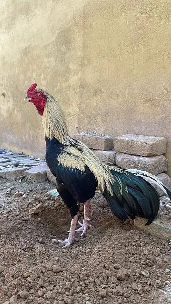 Mianwali Aseel murga for sale 03410011102 — photo 4