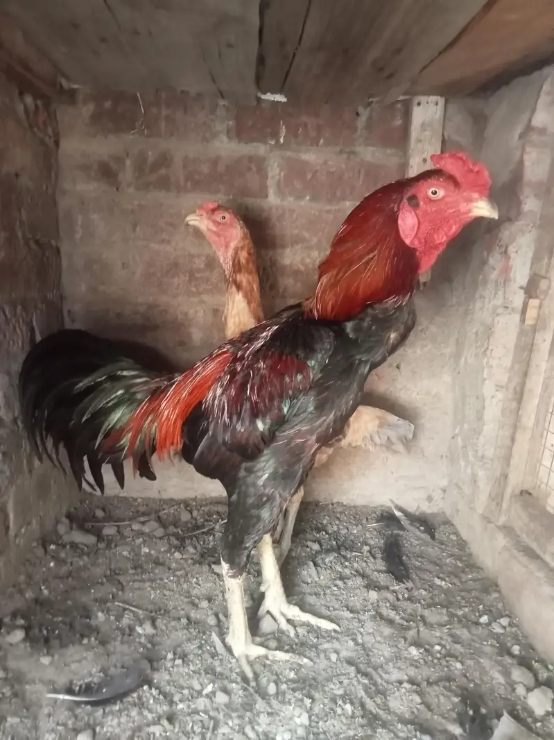 7 chicks burmi healthy and active — photo 2