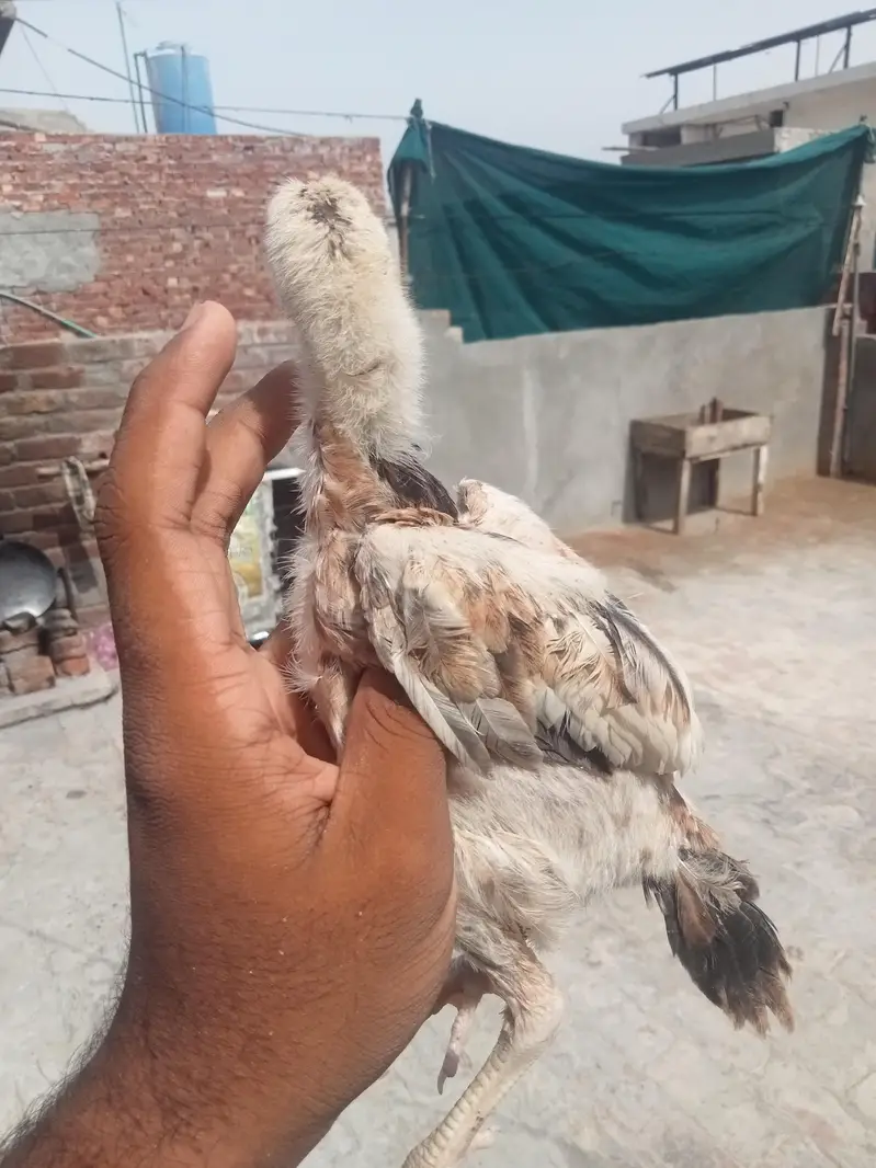7 chicks burmi healthy and active — photo 3