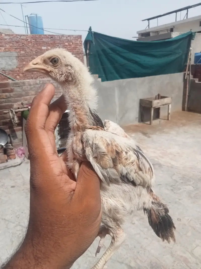7 chicks burmi healthy and active — photo 4