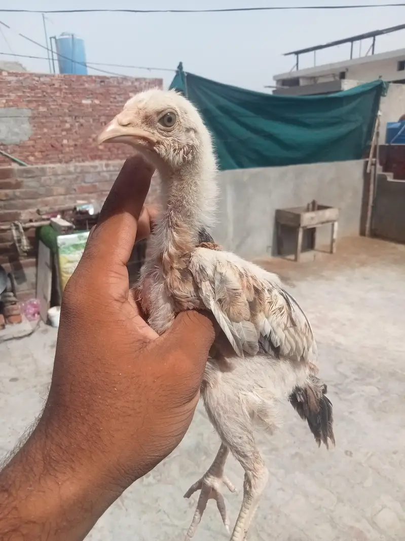 7 chicks burmi healthy and active — photo 5