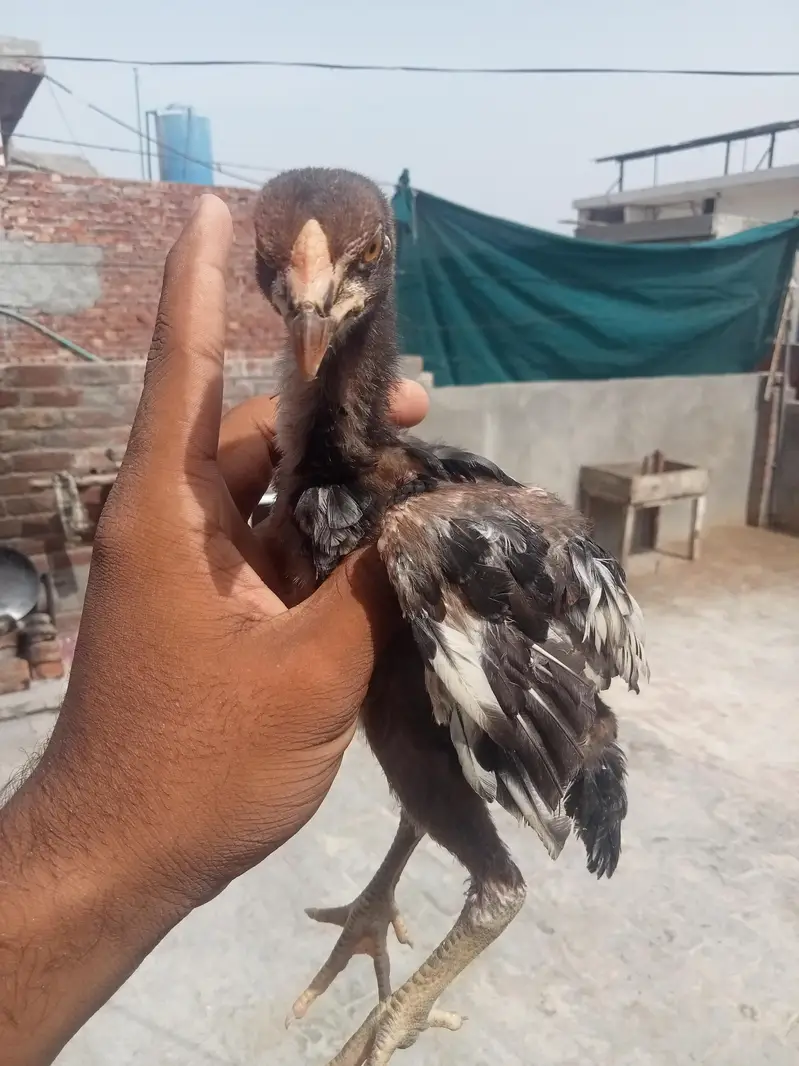 7 chicks burmi healthy and active — photo 6