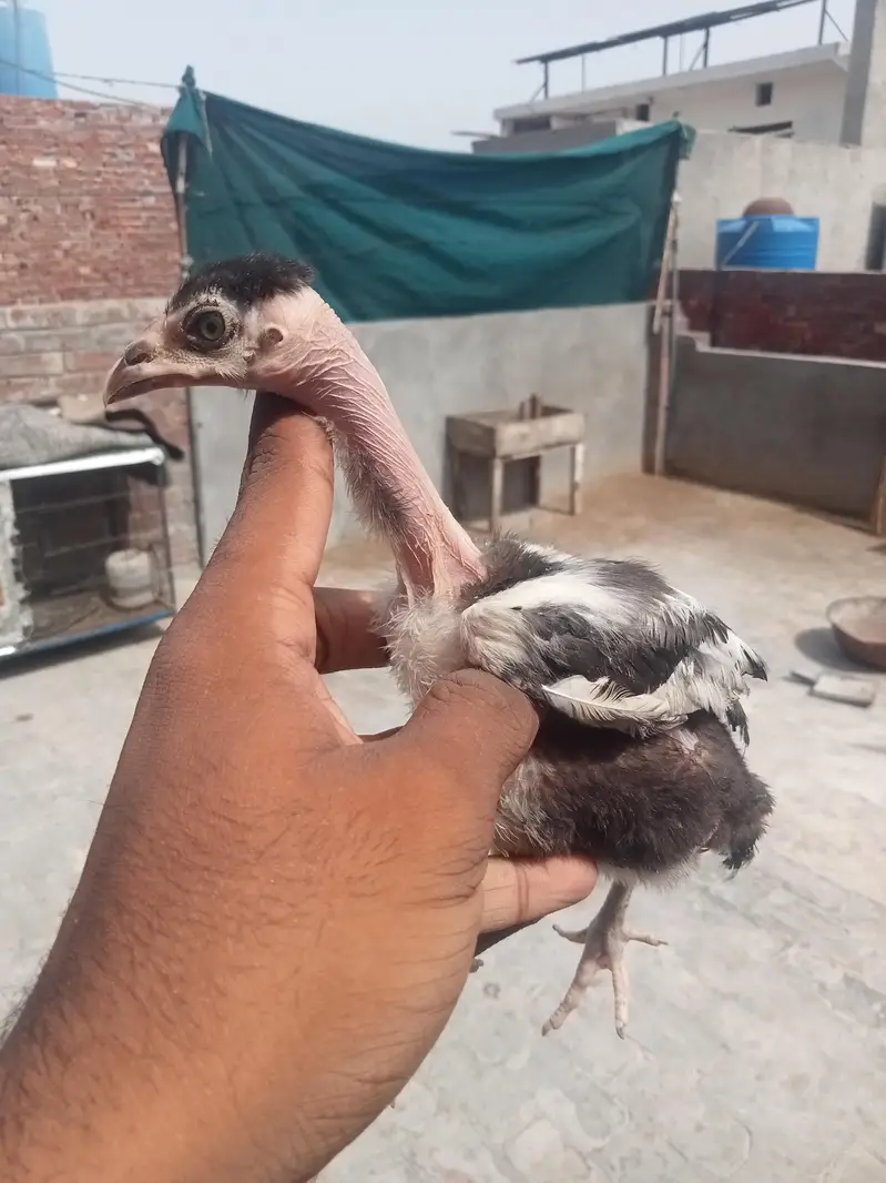 7 chicks burmi healthy and active — photo 7
