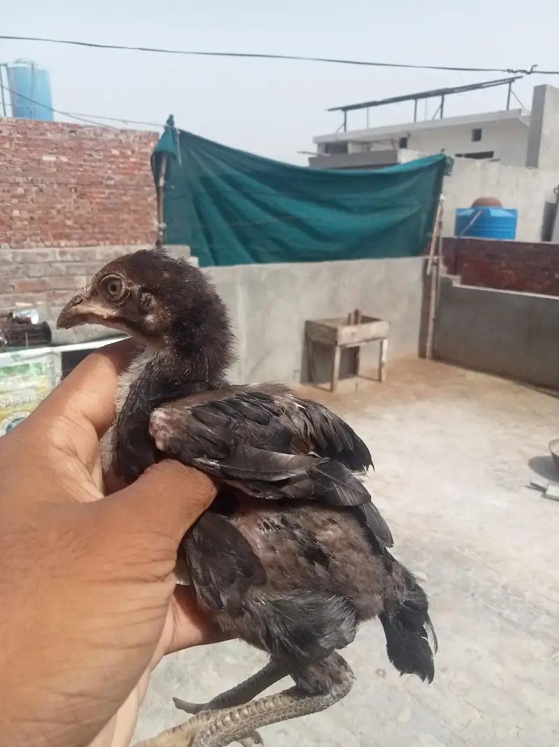 7 chicks burmi healthy and active — photo 8