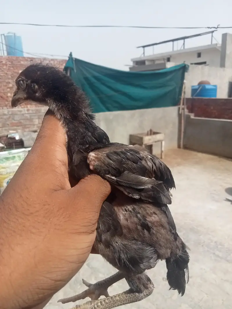 7 chicks burmi healthy and active — photo 9