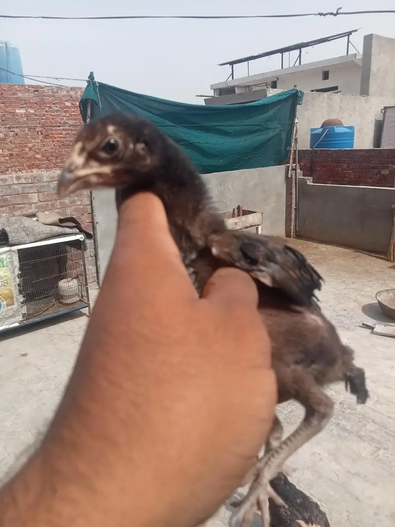 7 chicks burmi healthy and active — photo 10