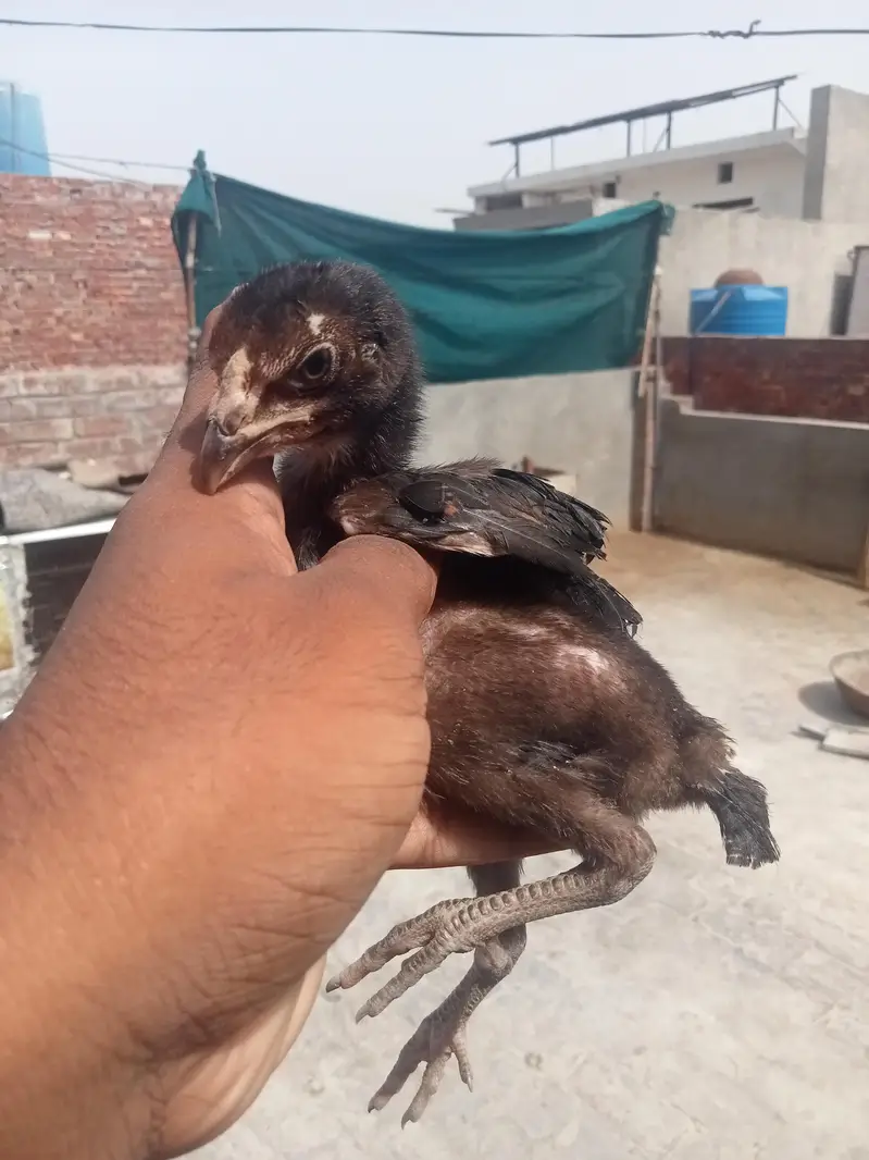 7 chicks burmi healthy and active — photo 11