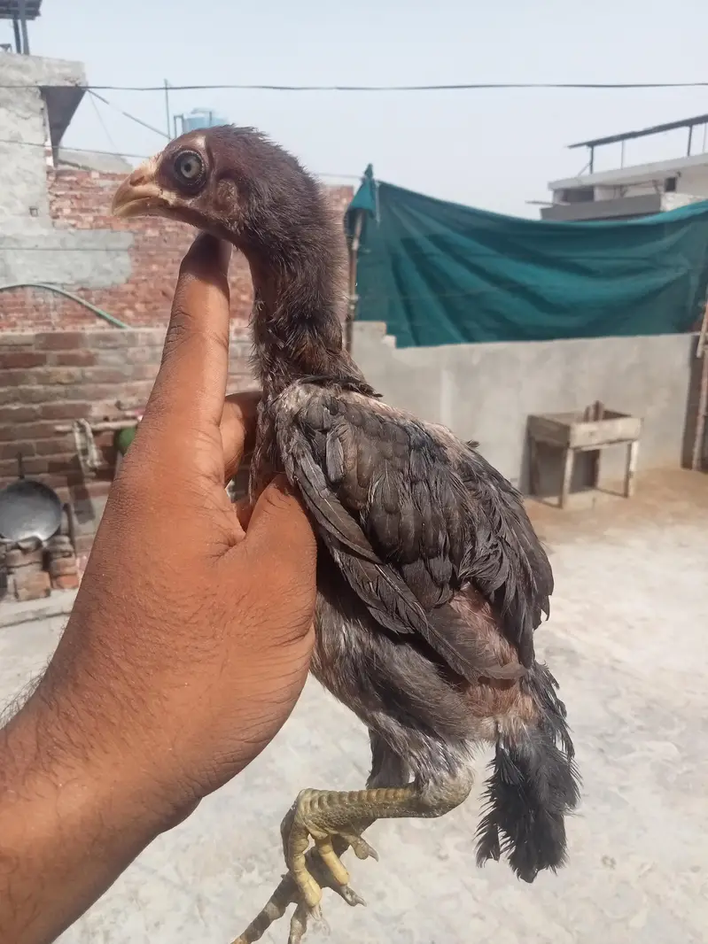 7 chicks burmi healthy and active — photo 12