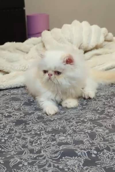 peki Persian kitten colour white