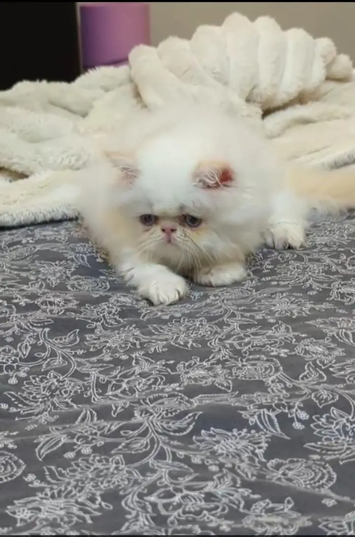 peki Persian kitten colour white — photo 2