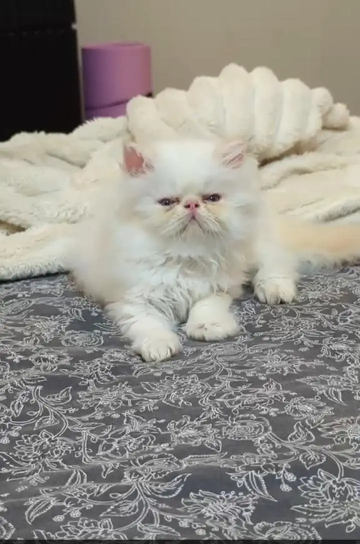 peki Persian kitten colour white — photo 3