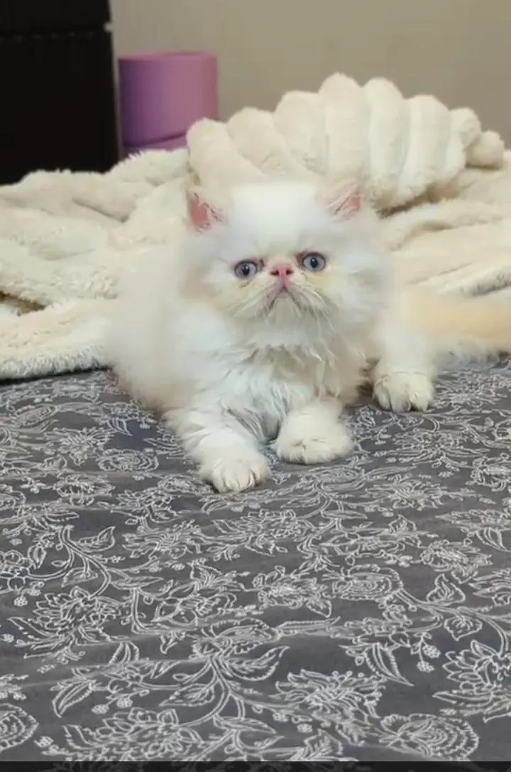 peki Persian kitten colour white — photo 4