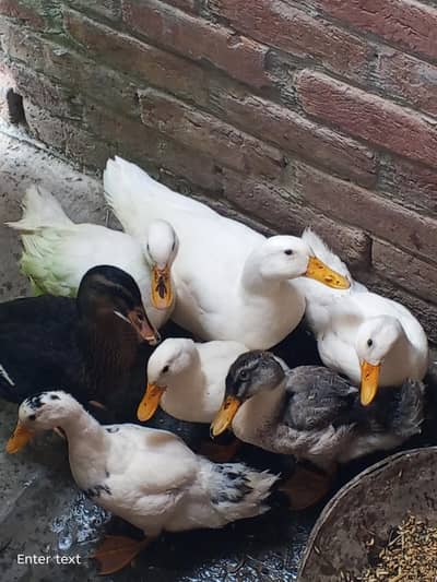 duck meal