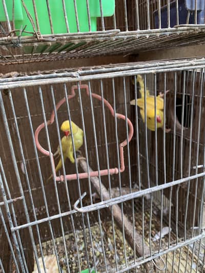 Yellow Ringneck