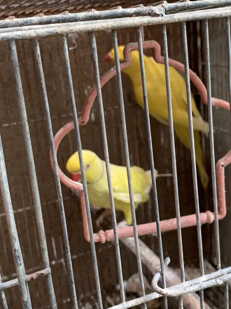 Yellow Ringneck — photo 2