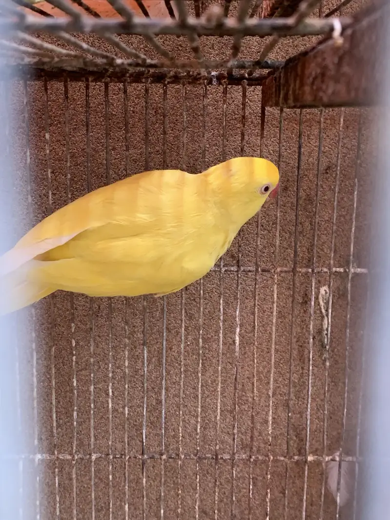 Yellow Ringneck — photo 3