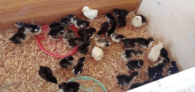 Australorp chicks
