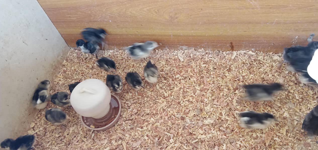 Australorp chicks 1