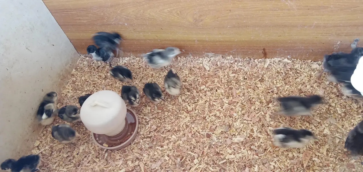 Australorp chicks — photo 2