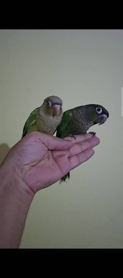 Hand Tamed Pineapple conure and green cheek conure