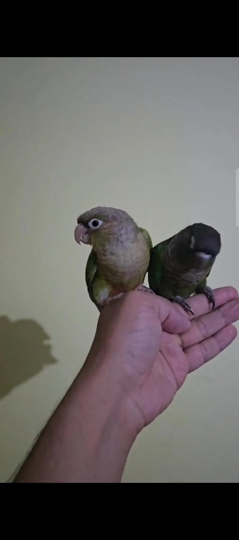 Hand Tamed Pineapple conure and green cheek conure — photo 2
