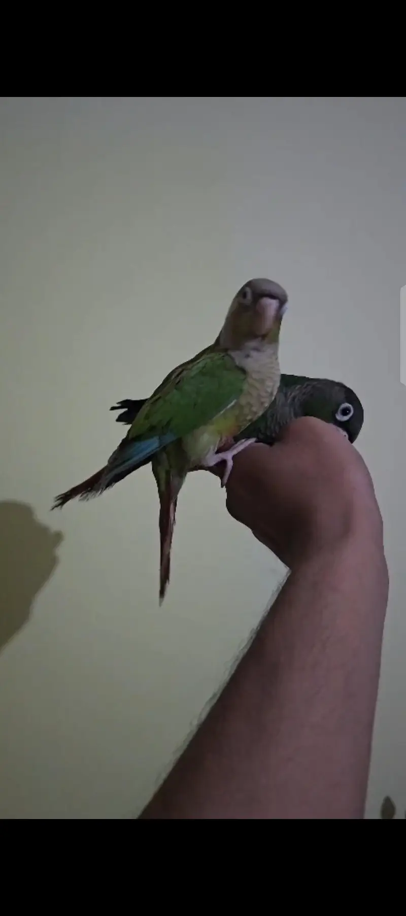 Hand Tamed Pineapple conure and green cheek conure — photo 3