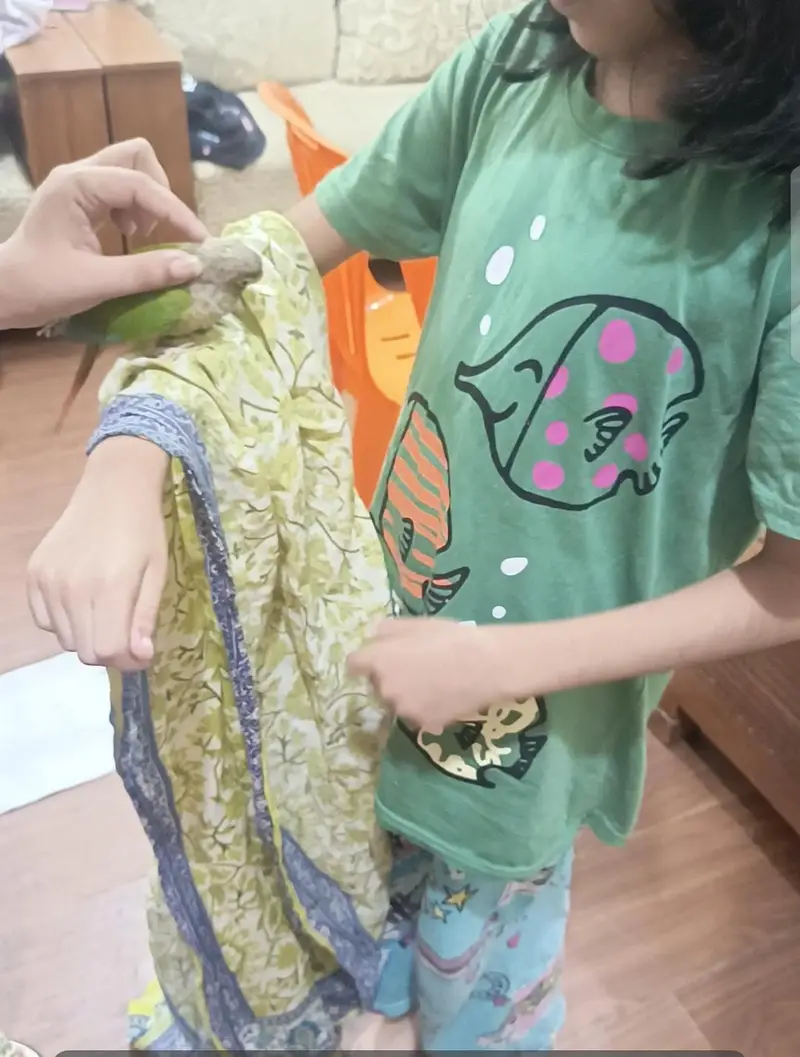 Hand Tamed Pineapple conure and green cheek conure — photo 4