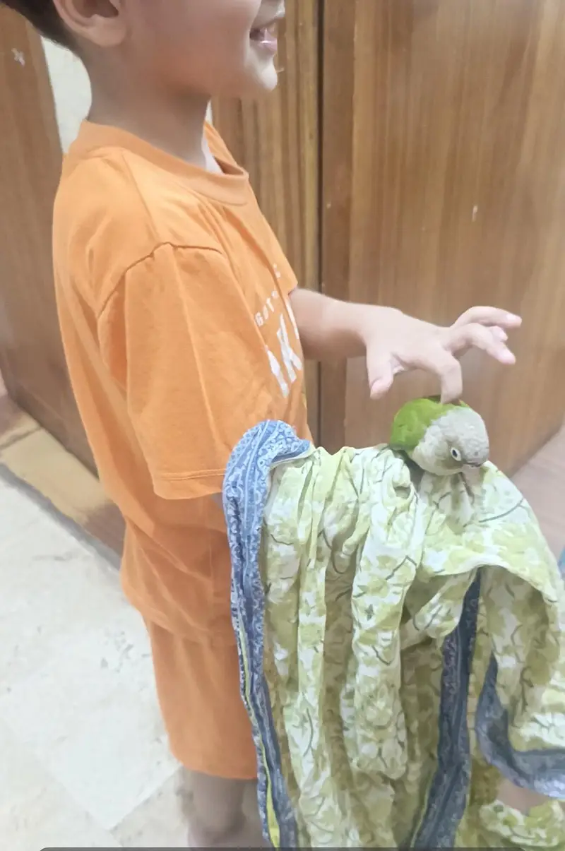 Hand Tamed Pineapple conure and green cheek conure — photo 5