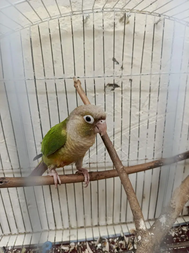 Hand Tamed Pineapple conure and green cheek conure — photo 6