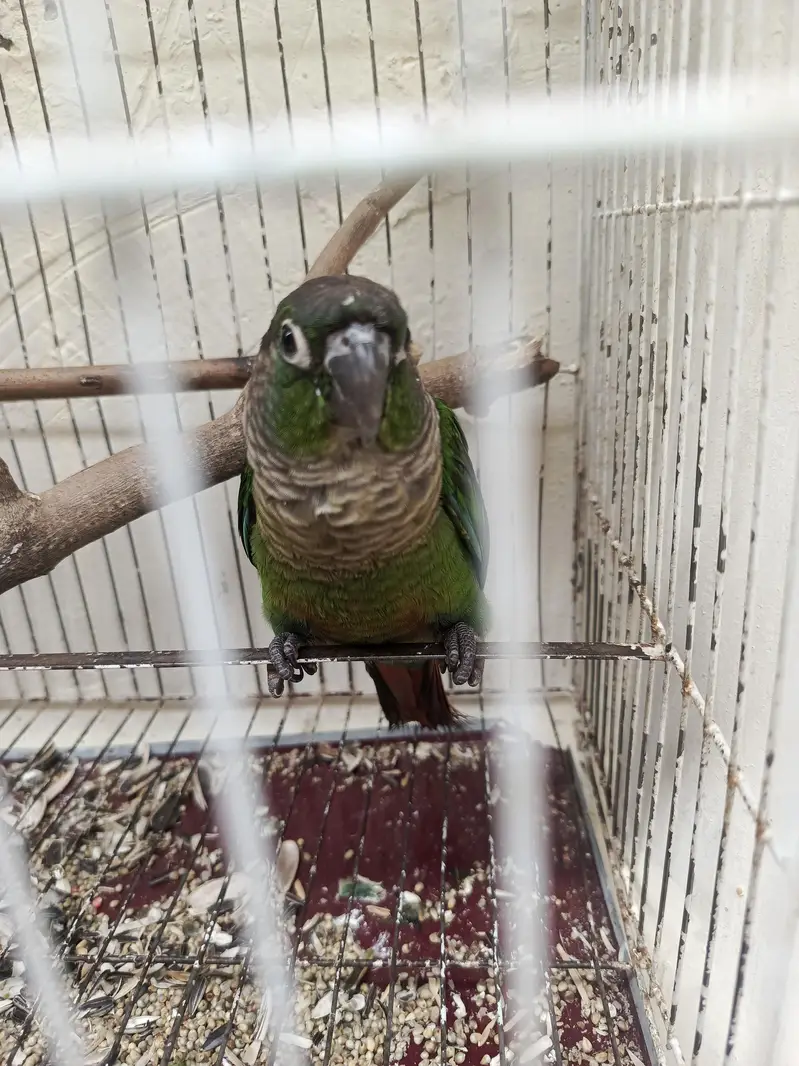 Hand Tamed Pineapple conure and green cheek conure — photo 7