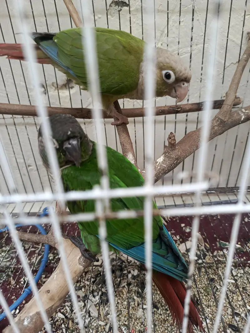 Hand Tamed Pineapple conure and green cheek conure — photo 8