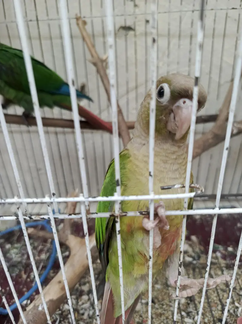 Hand Tamed Pineapple conure and green cheek conure — photo 9