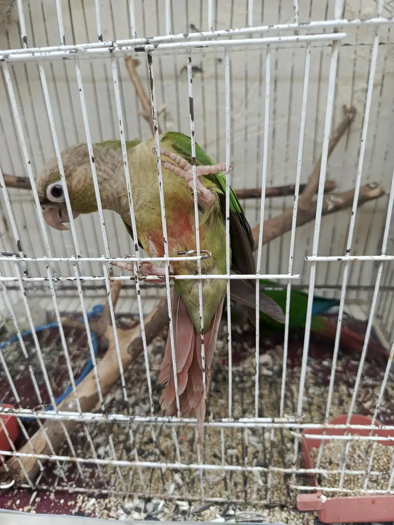 Hand Tamed Pineapple conure and green cheek conure — photo 10