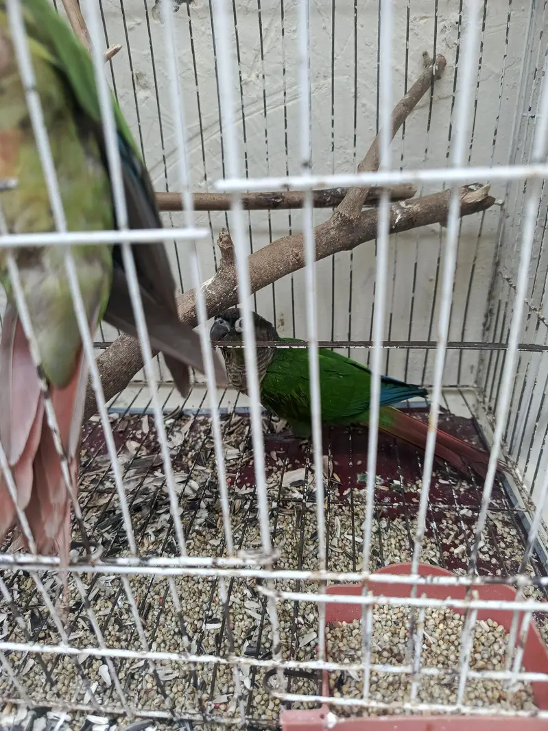Hand Tamed Pineapple conure and green cheek conure — photo 11