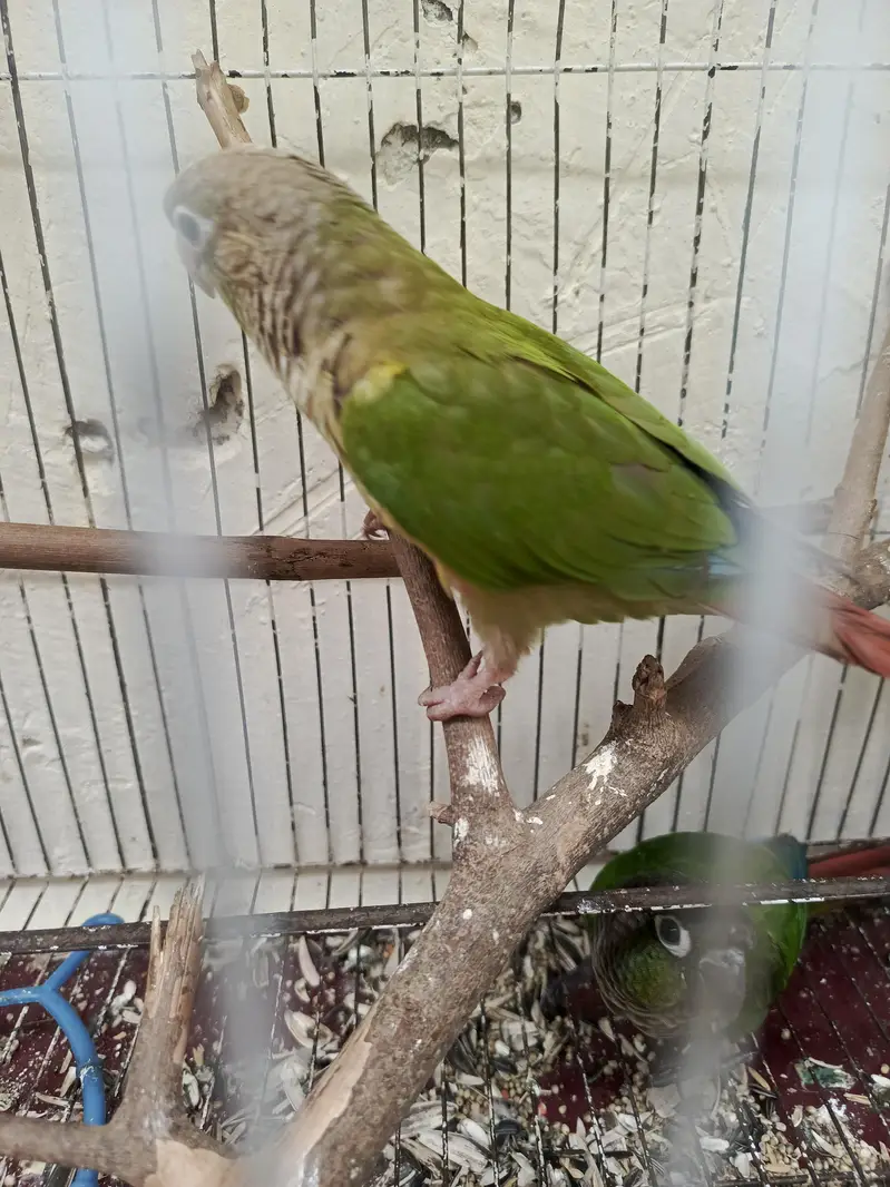 Hand Tamed Pineapple conure and green cheek conure — photo 12