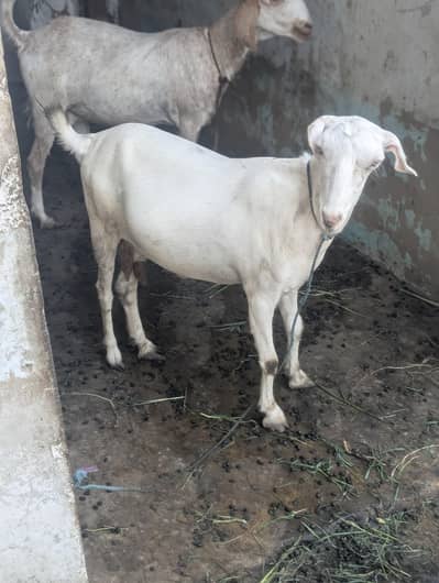3 teddi bakri 3.5 month pregnant hai sub