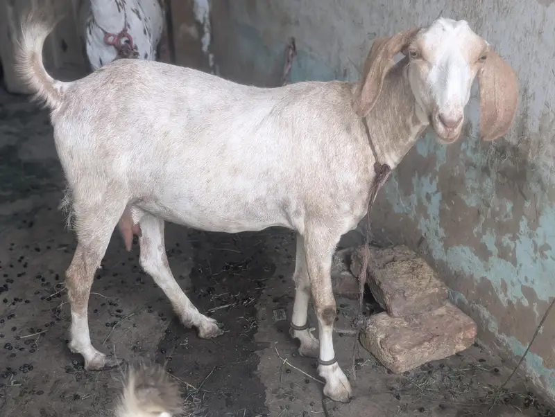 3 teddi bakri 3.5 month pregnant hai sub — photo 2