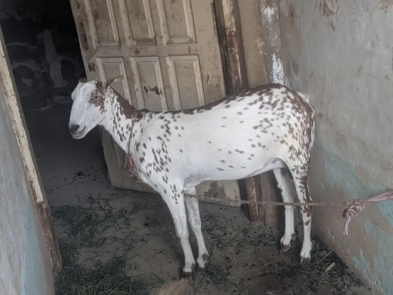 3 teddi bakri 3.5 month pregnant hai sub — photo 3