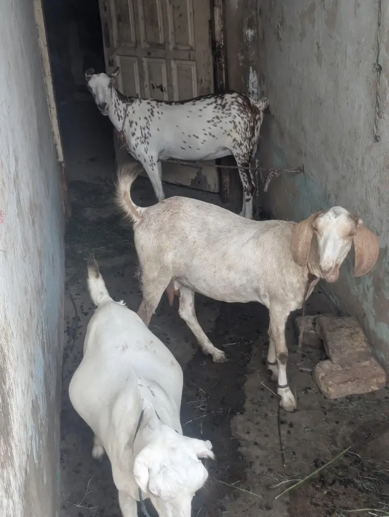 3 teddi bakri 3.5 month pregnant hai sub — photo 4