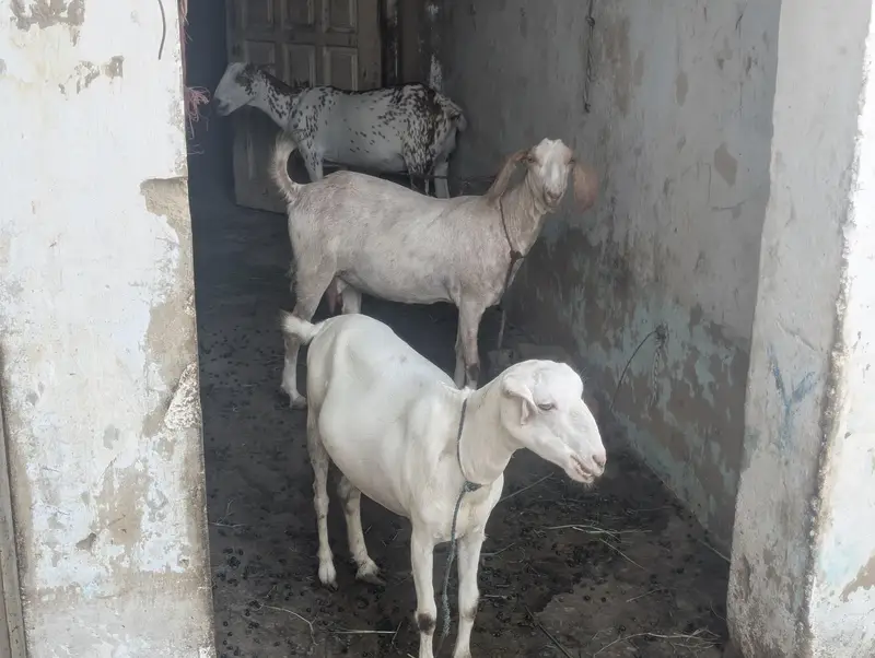 3 teddi bakri 3.5 month pregnant hai sub — photo 5